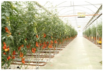 Plantación de tomates Bonnysa