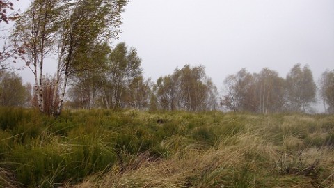 Esker en el Año Internacional de la Biodiversidad: concienciación y manos a la obra.
