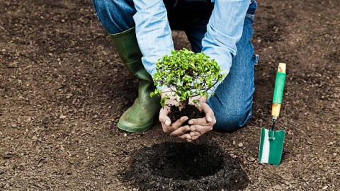 Scality se une a Reforest'Action para plantar más de 14.000 árboles 