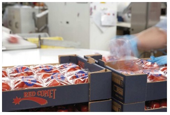 Empaquetado de tomates Bonnysa