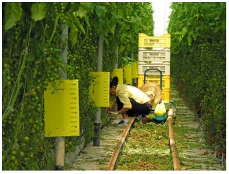 Recolección de tomates