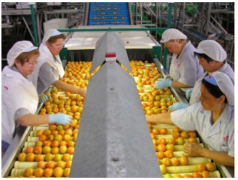 Seleccion de tomates en fabrica de Bonnysa