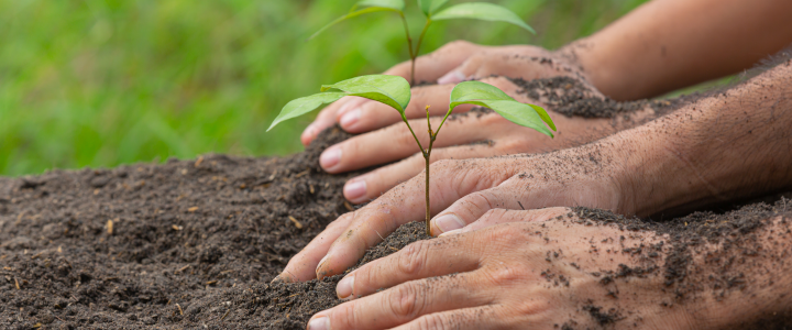 ABAS Ibérica apoya el proyecto de reforestación de Saint-Michel-de-l'Attalaye en Haití